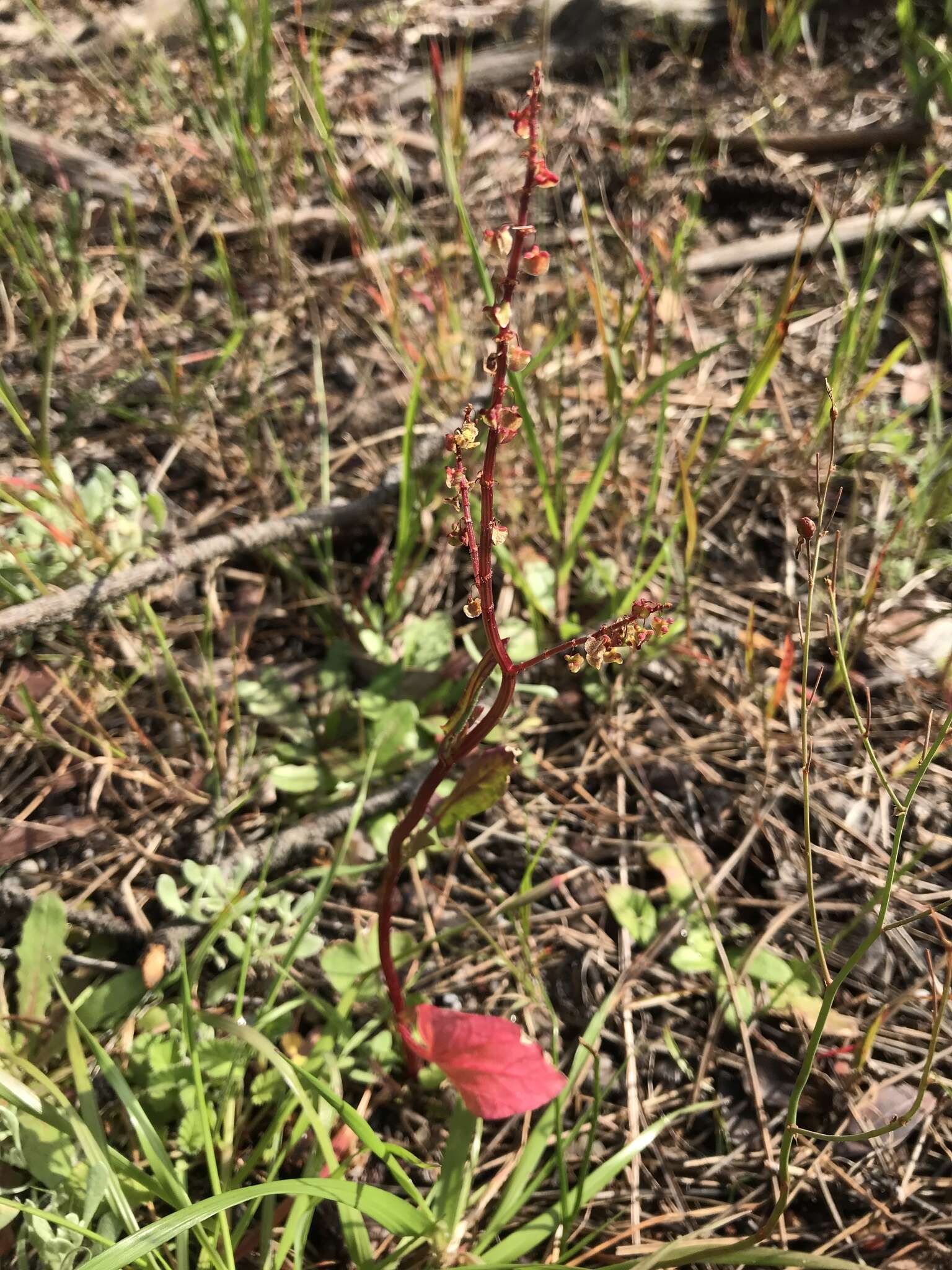 Слика од Rumex cordatus Desf.