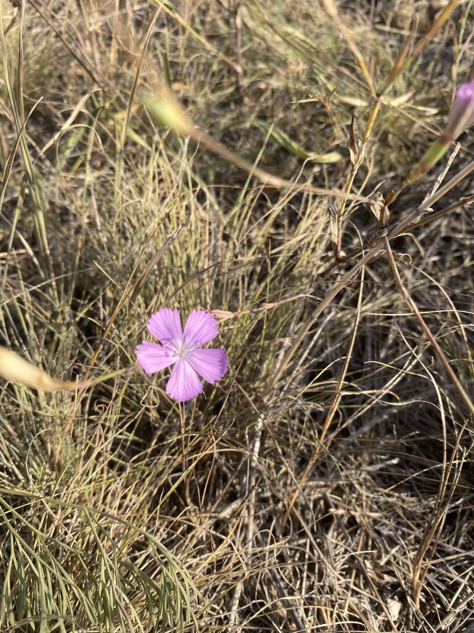 صورة Dianthus campestris M. Bieb.