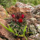 Image of Mammillaria polythele subsp. polythele