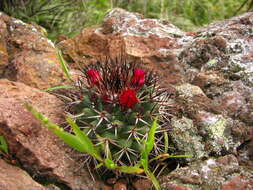 Imagem de Mammillaria polythele subsp. polythele