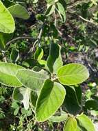 Image de Cordia boissieri A. DC.