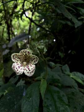 Sivun Kohleria tigridia (Ohlend.) Roalson & Boggan kuva