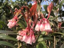 Image of Enkianthus quinqueflorus Lour.