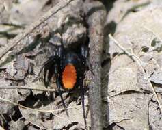 Image of Redspotted Antmimic