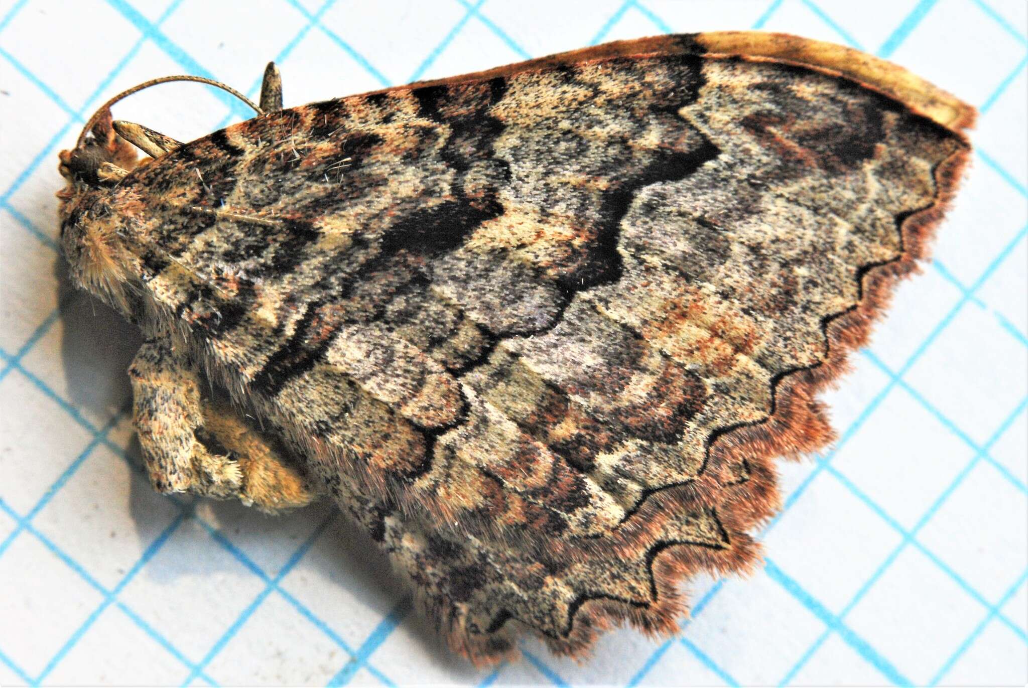 Image of Tissue Moth