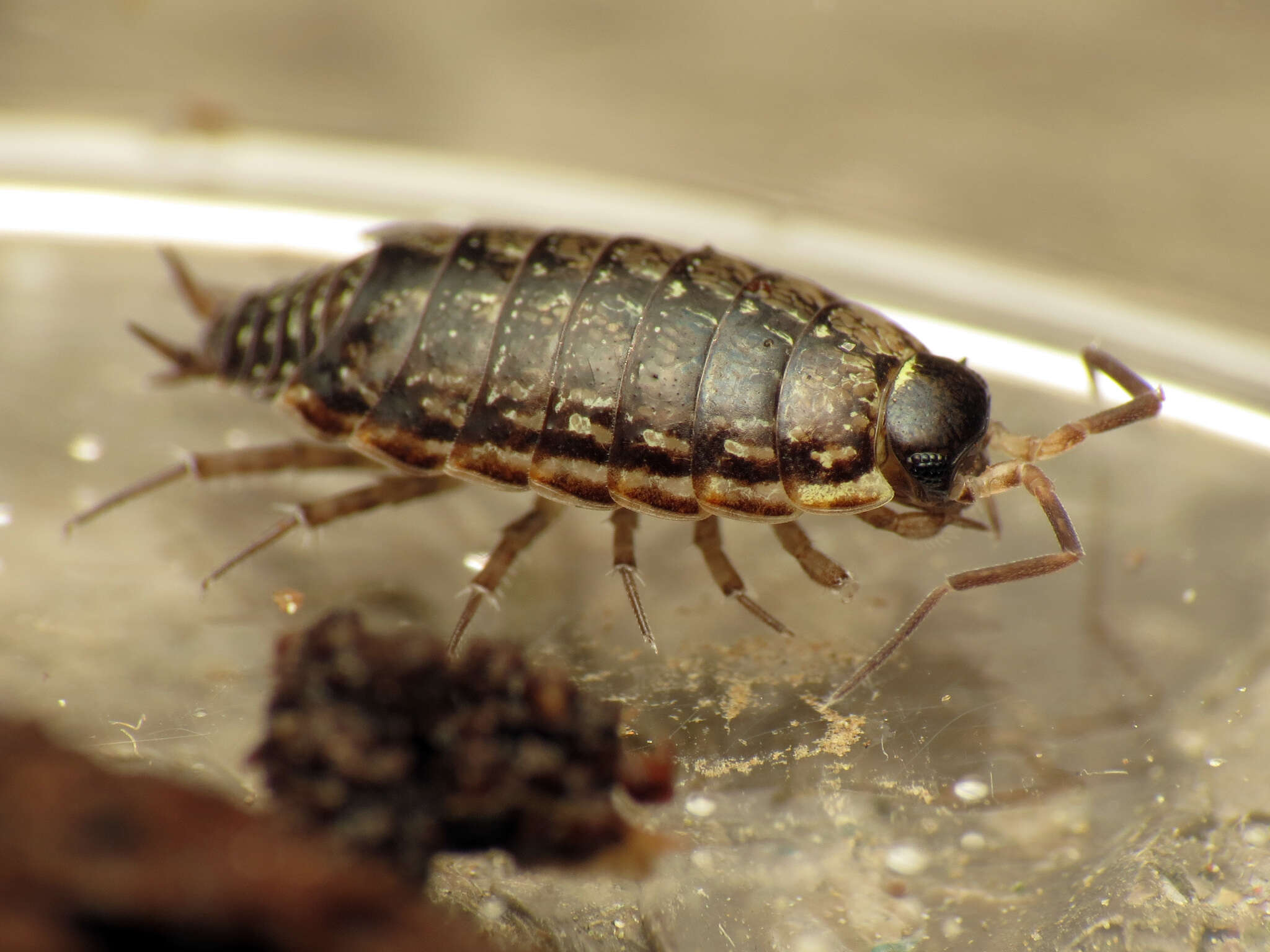 Image of Philoscia Latreille 1804