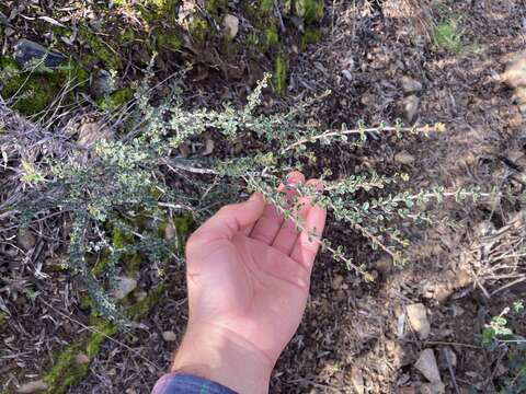 Image of Ceanothus bolensis S. Boyd & J. E. Keeley