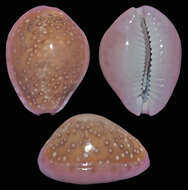 Image of Cowrie