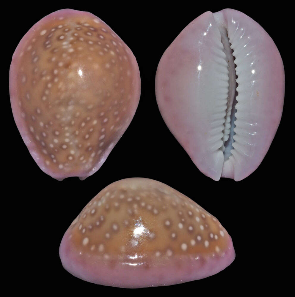 Image of Cowrie