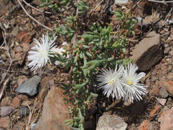 Image of Mesembryanthemum parviflorum Jacq.