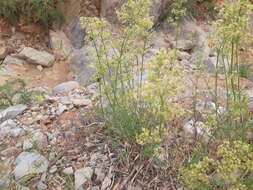 Image of Galium libanoticum Ehrend.