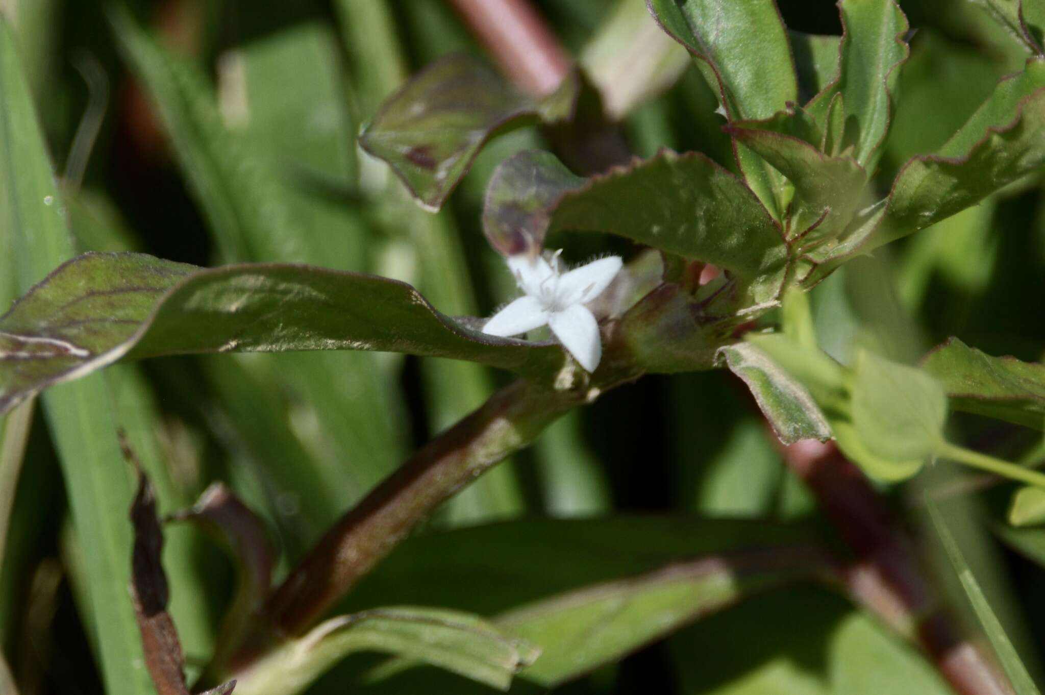 Image of Diodia saponariifolia (Cham. & Schltdl.) K. Schum.