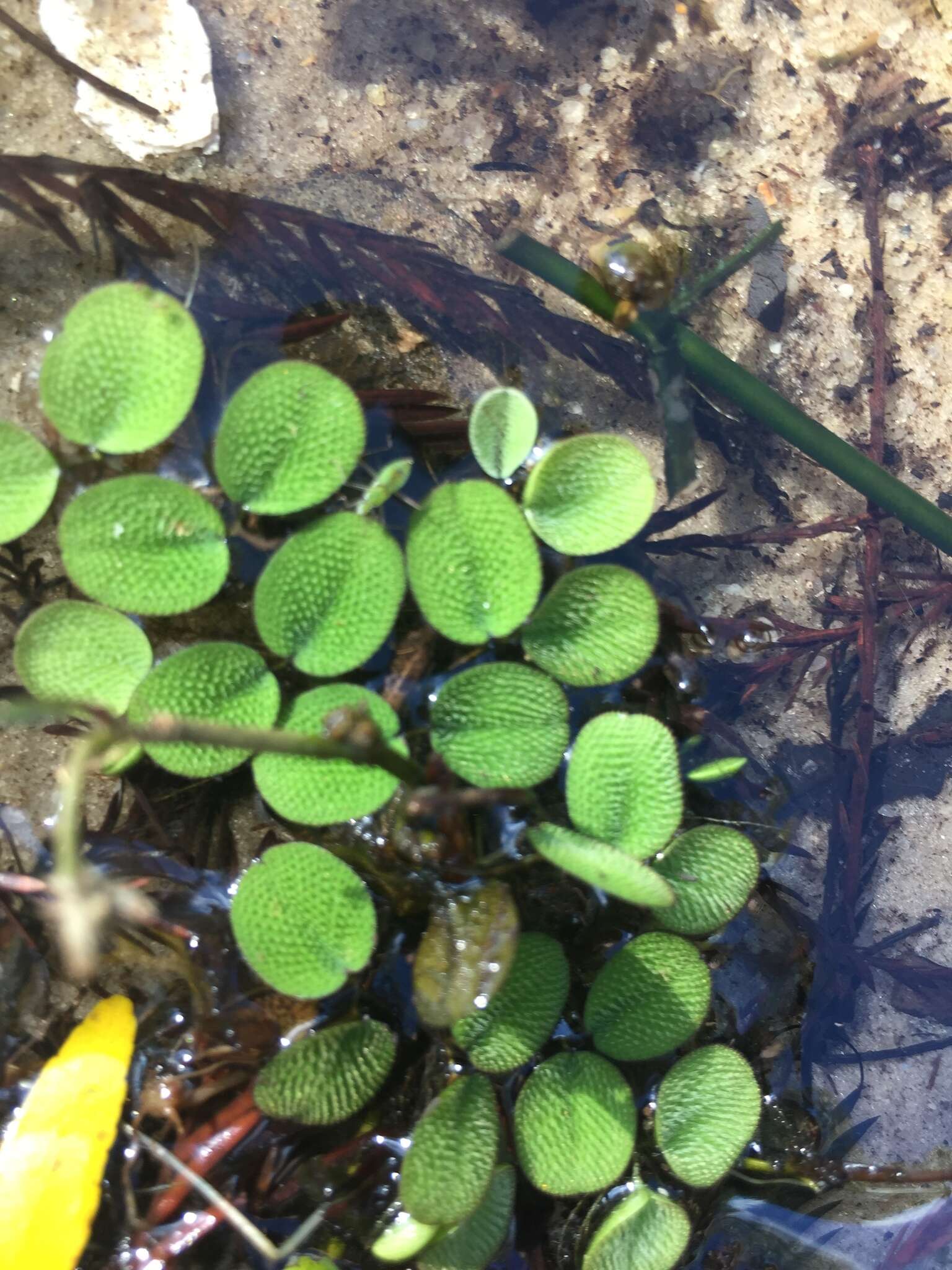 Image of water spangles