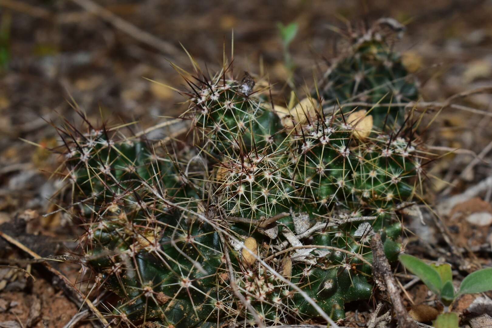 Image de Echinocereus papillosus Linke ex Rümpler