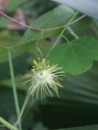 Image of slender passionflower