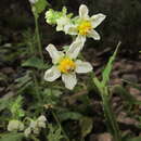 Image of Nasa chenopodiifolia (Desr.) Weigend