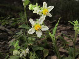 Image of Nasa chenopodiifolia (Desr.) Weigend