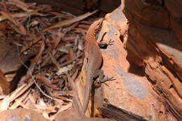 Image of Varanus hamersleyensis Maryan, Oliver & Fitch