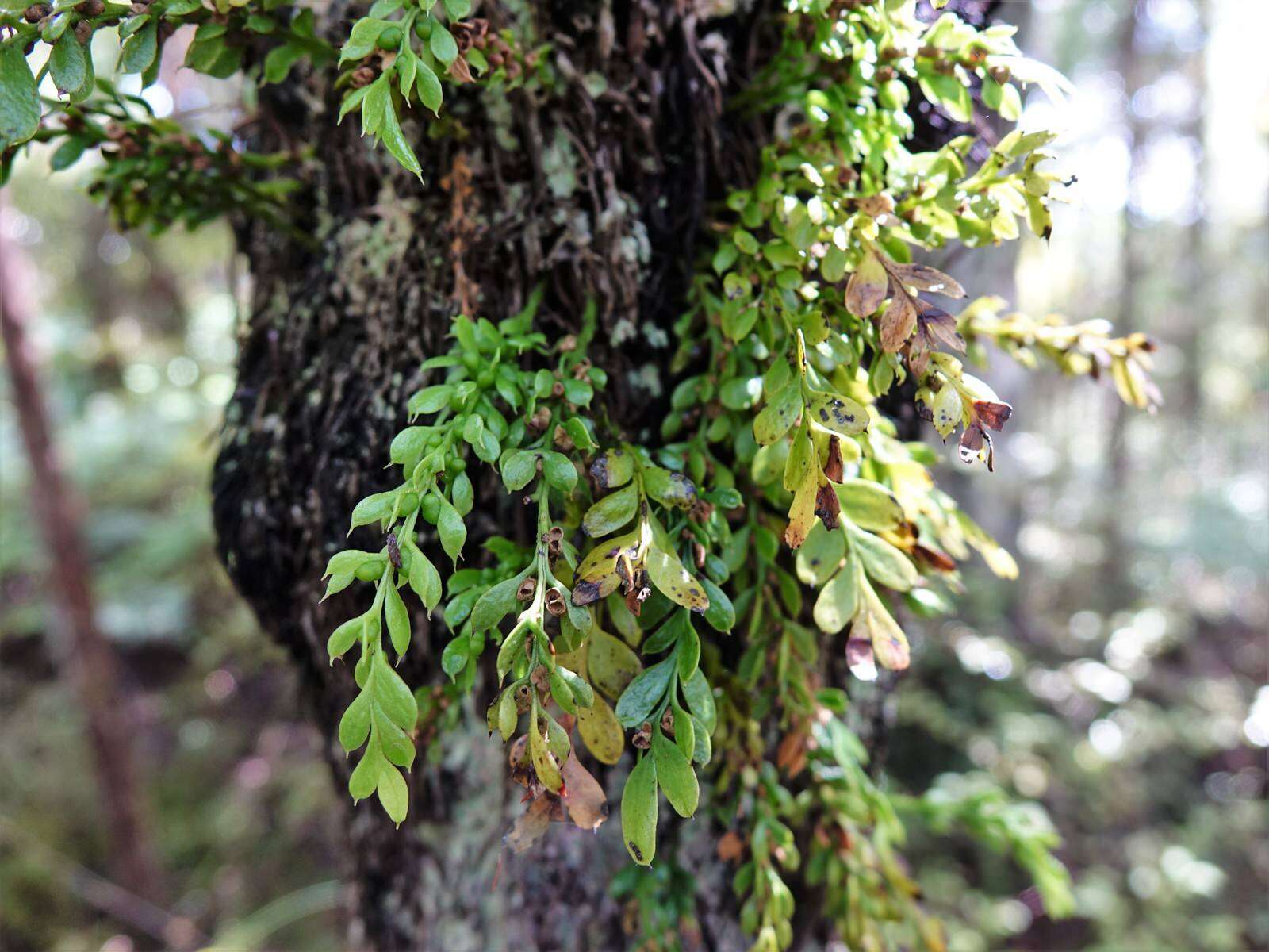 Image of Tmesipteris lanceolata Dangeard