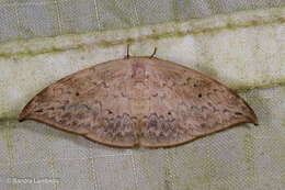 Image of Strepsigonia diluta Warren 1897