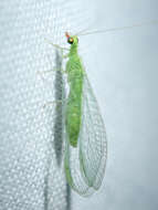 Image of Green lacewing