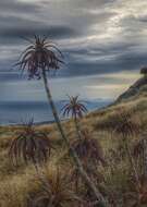 Imagem de Dracophyllum menziesii Hook. fil.