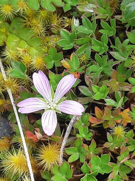 Image of Geranium sibbaldioides Benth.