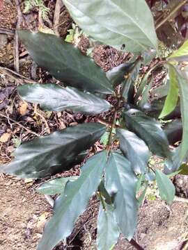 Lasianthus verticillatus (Lour.) Merr. resmi