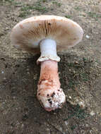 Image of Amanita novinupta Tulloss & J. Lindgr. 1994