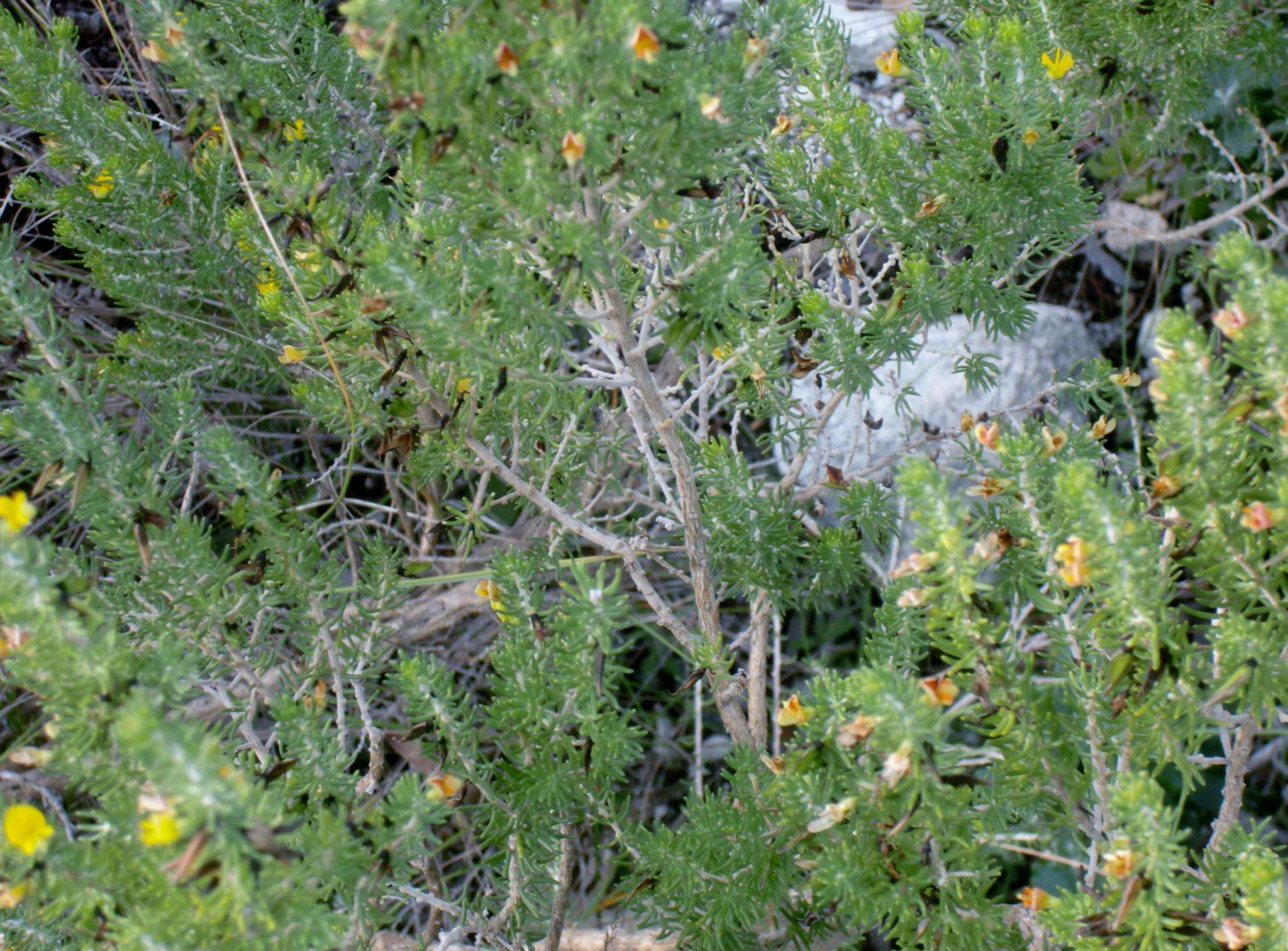 Plancia ëd Aspalathus sanguinea subsp. foliosa R. Dahlgren