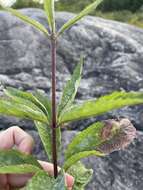 Image of Spotted Trumpetweed