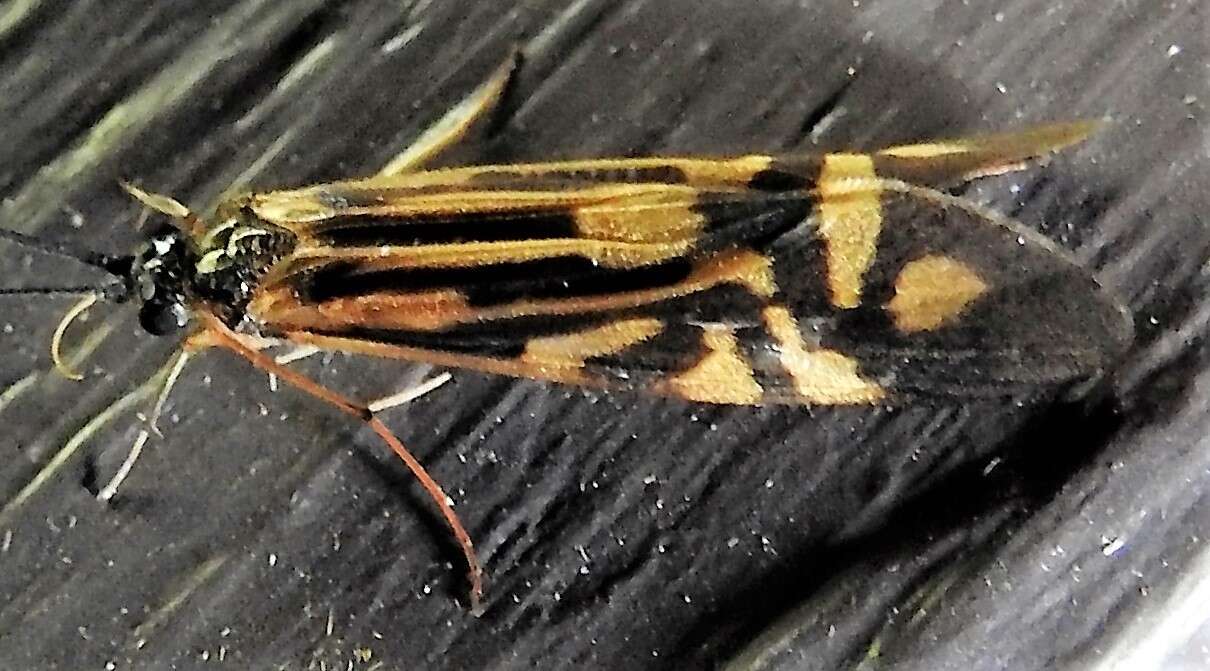 Image of Zebra Caddisfly