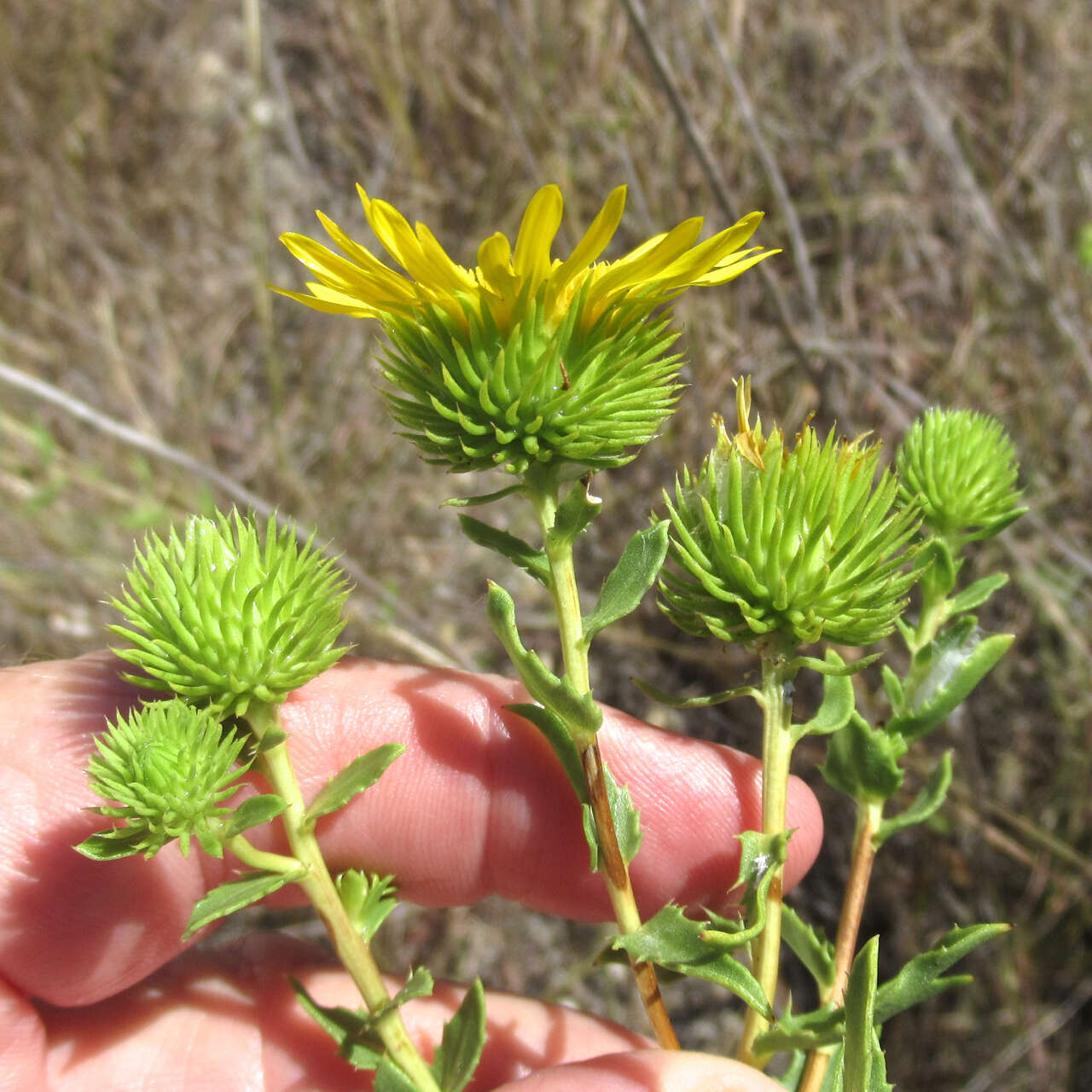 Image of narrowleaf gumweed