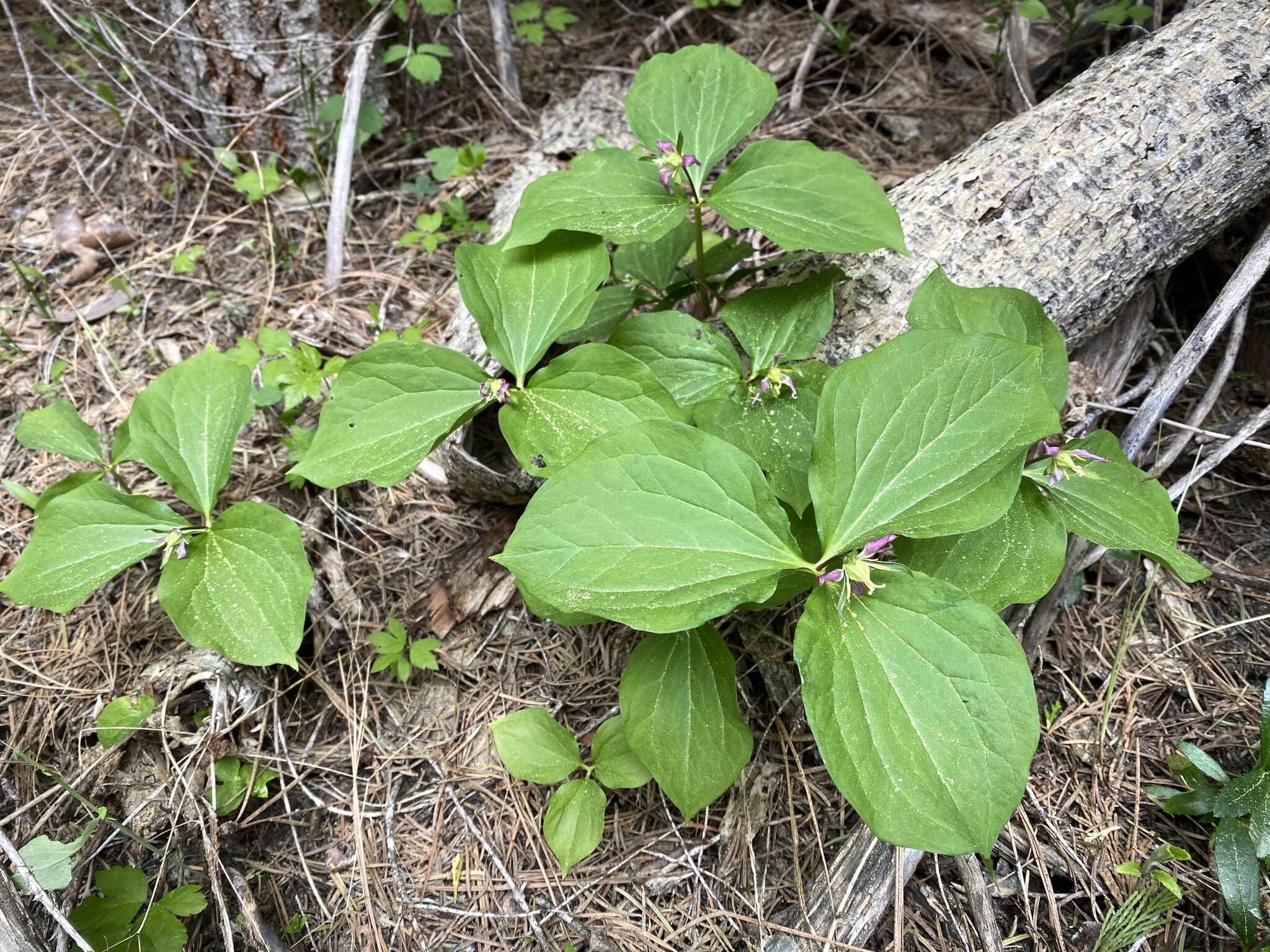 Image of Oettinger's trillium