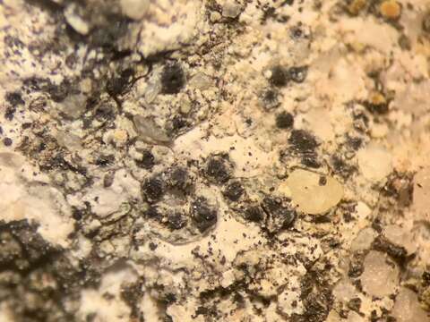 Image of Calkins' wart lichen