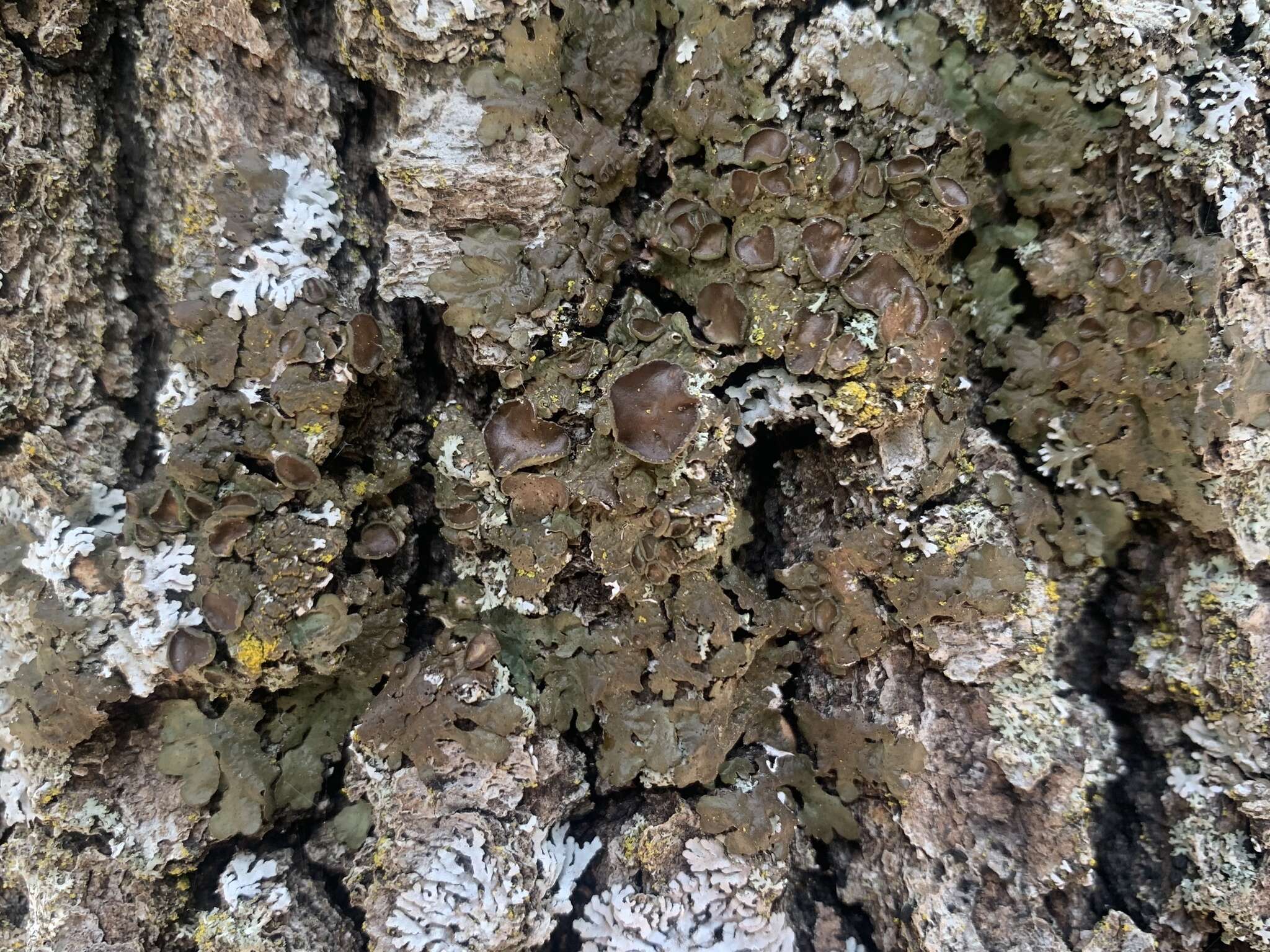 Image of melanelia lichen