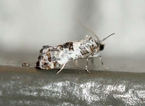 Image of Black-tipped Rudenia Moth