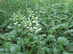 Plancia ëd Pyrola rotundifolia L.