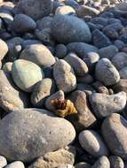 Image of Mediterranean intertidal hermit crab