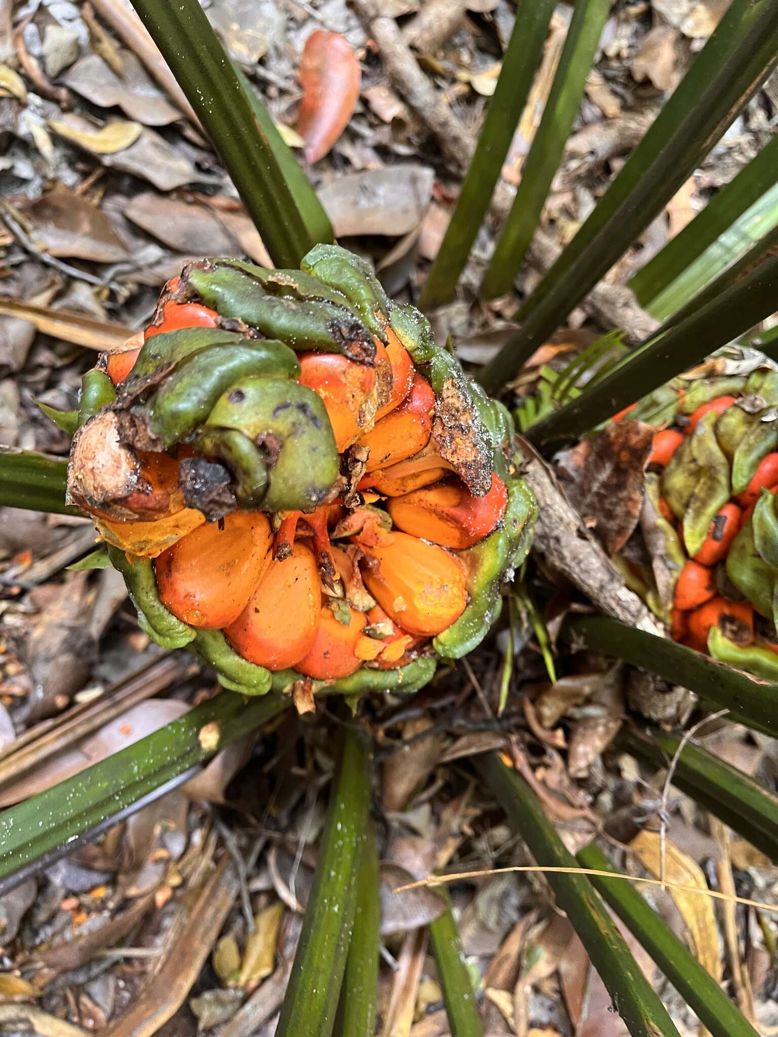 Image of Macrozamia douglasii W. Hill ex F. M. Bailey