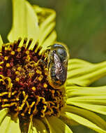 Osmia coloradensis Cresson 1878的图像