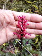 Image of Odontonema glaberrimum (M. E. Jones) V. M. Baum