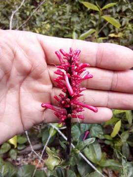 Odontonema glaberrimum (M. E. Jones) V. M. Baum resmi