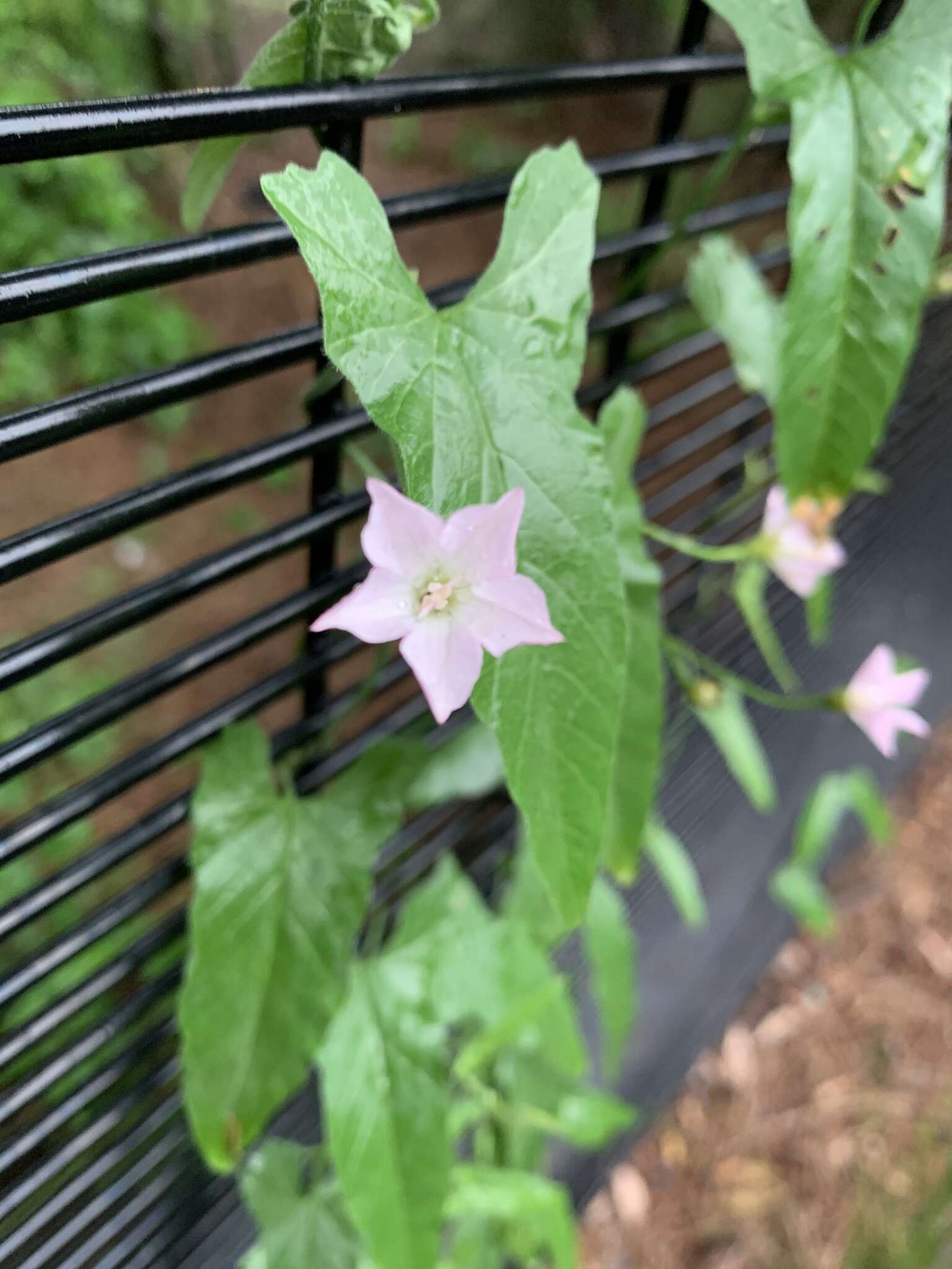 Image of Convolvulus farinosus L.