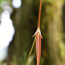 Image de Barbosella cucullata (Lindl.) Schltr.