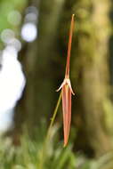 Image of Barbosella cucullata (Lindl.) Schltr.