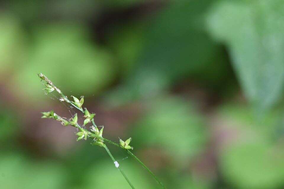 Image of Ryegrass sedge