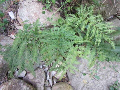 Image of Fern