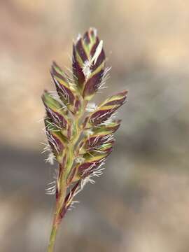 Sivun Tribolium brachystachyum (Nees) Renvoize kuva