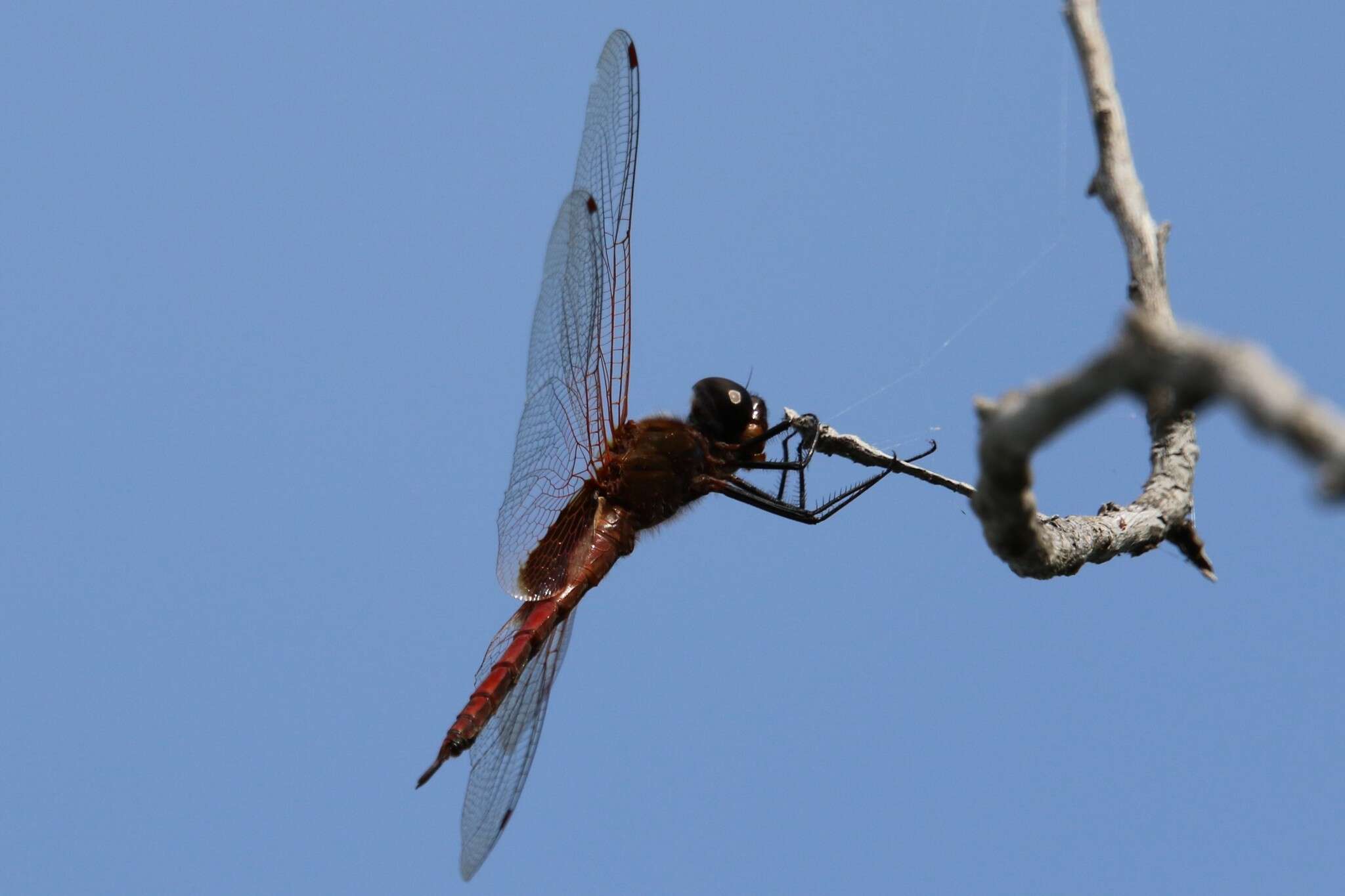 Tramea insularis Hagen 1861 resmi